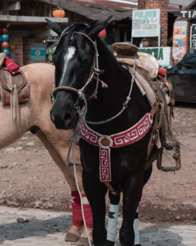 La marquesa